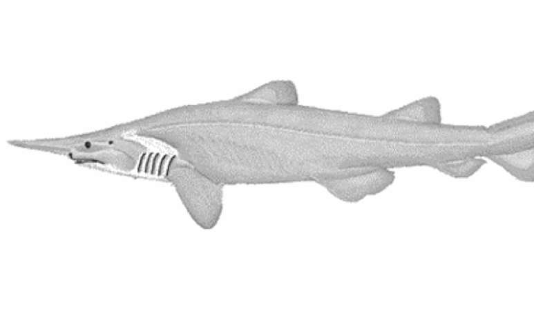 Considerado um “fóssil vivo”, o animal pertence a uma linhagem de mais de 125 milhões de anos e continua desafiando cientistas em estudos sobre comportamento e reprodução – Wikimedia Commons/Haplochromis