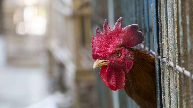 Registros recentes, incluindo o primeiro caso de H5N5 em humanos nos EUA, reforçam a importância da vigilância em aves, mamíferos e possíveis infecções humanas – depositphotos.com / Curioso_Travel_Photography