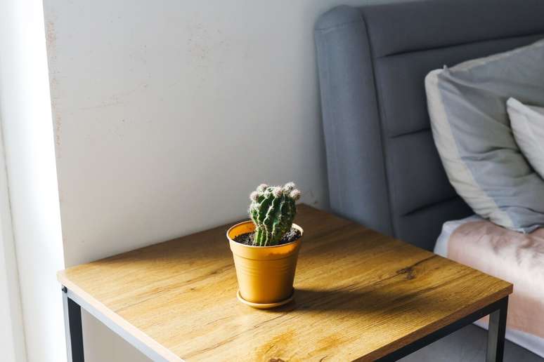 O cacto exige pouca água e pode ser colocado em lugares mais ensolarados 