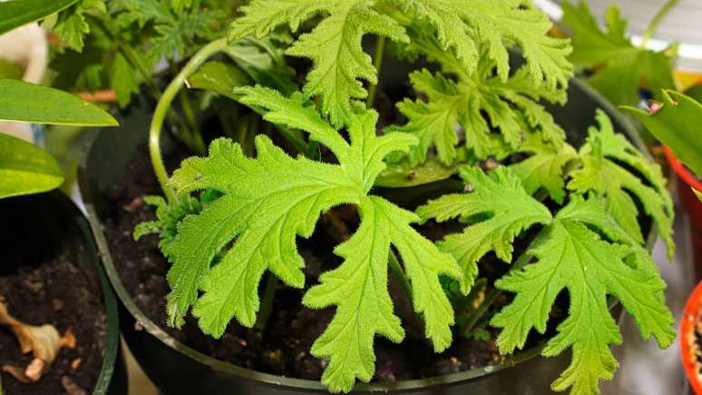 Cuidados para manter o efeito repelente: podas regulares, adubação leve e vasos adequados garantem uma planta saudável e mais eficiente no controle natural de mosquitos – depositphotos.com / Akchamczuk