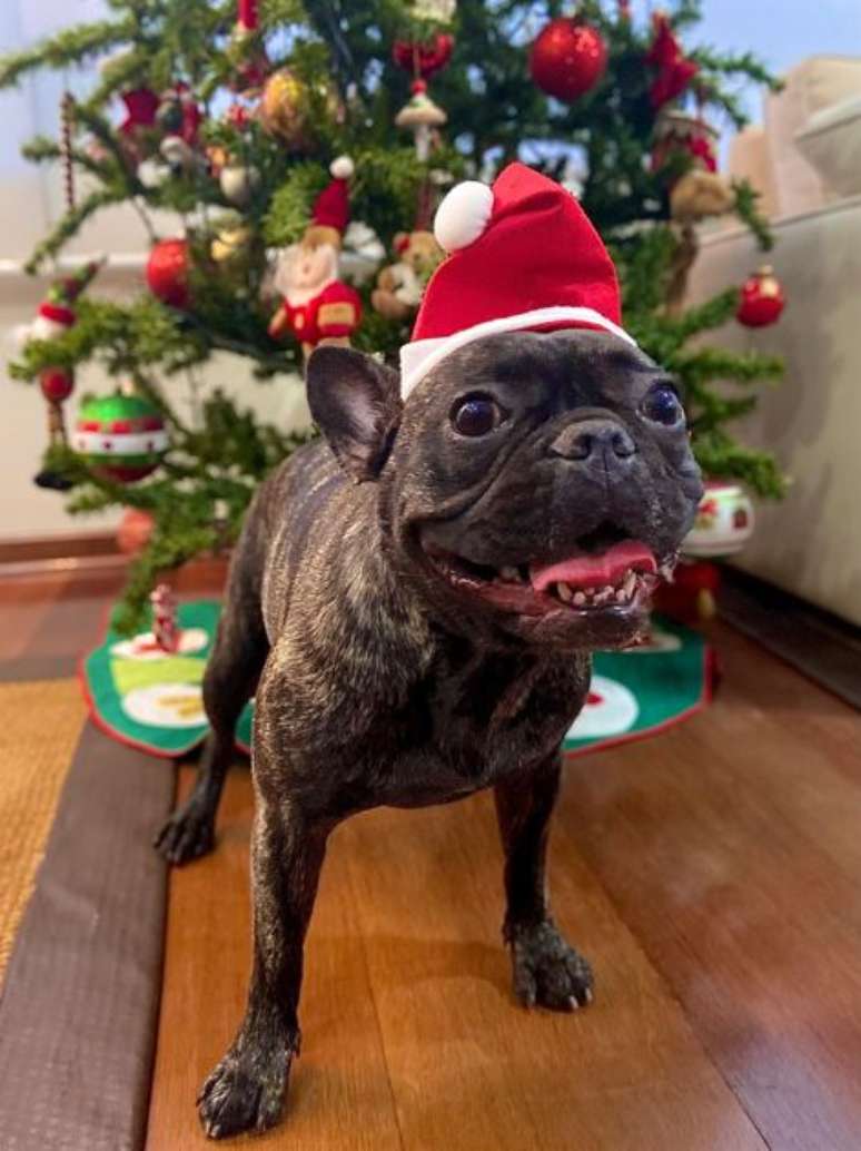 Para acalmar pets vale apostar em v&iacute;deos relaxantes no YouTube |