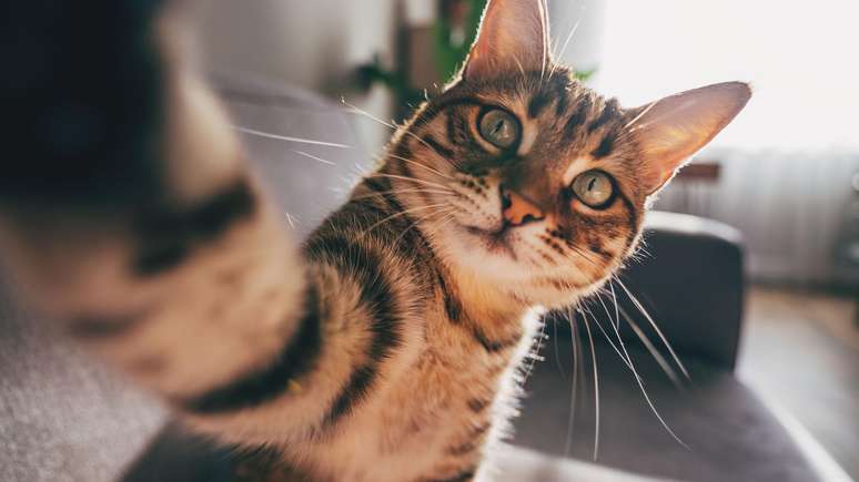 Os gatos foram domesticados muito depois dos cães