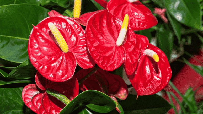 5 espécies de plantas e flores para presentear no Natal