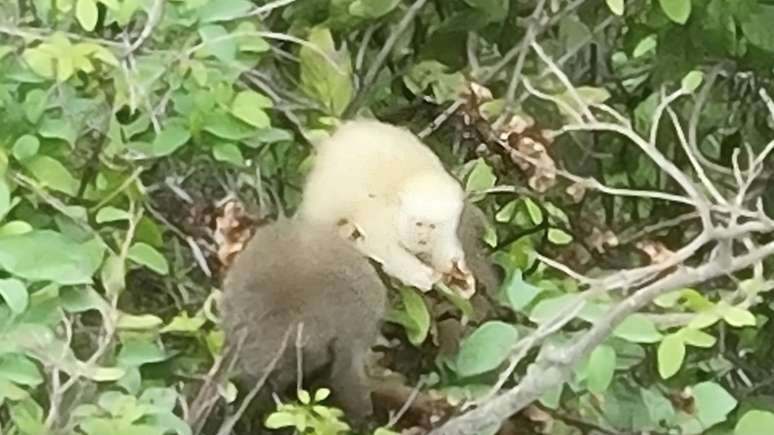 ட்ரோன் மூலம் கைப்பற்றப்பட்ட அல்பினோ சாவின் படம்