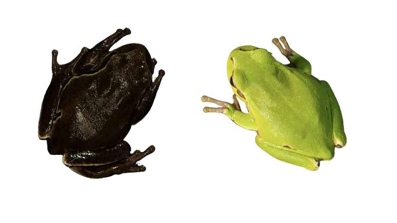 A radiação ionizante pode ter feito com que as rãs arbóreas da zona de exclusão de Chernobyl adquirissem a pele mais escura (esq.) do que os animais de fora daquela região (dir.)