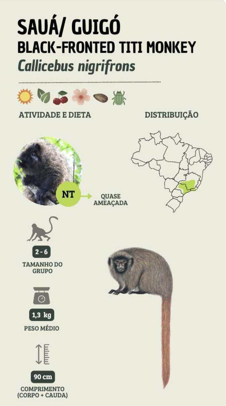 இனங்கள் பற்றிய தகவல்களுடன் வரைகலை (sauá/guigó)