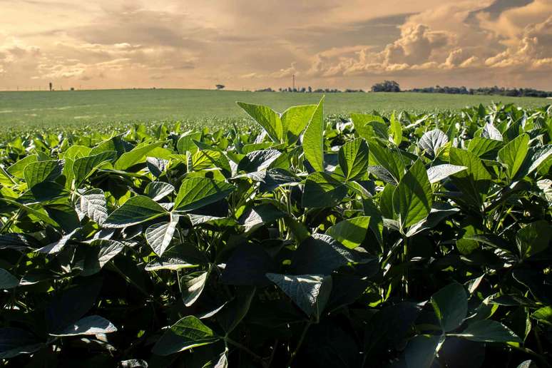 plantação de soja em campo