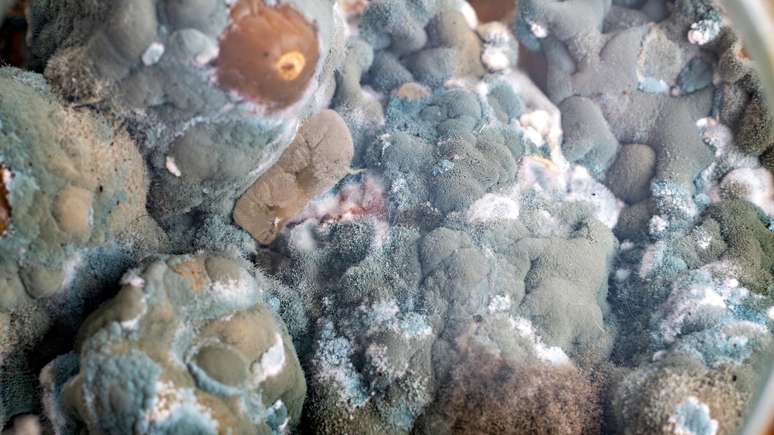 Nem todos os fungos melanizados parecem absorver radiação