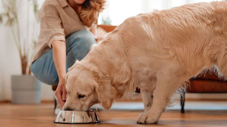 Pets enjoam da ração? Reais motivos para o animal perder o interesse pelo alimento