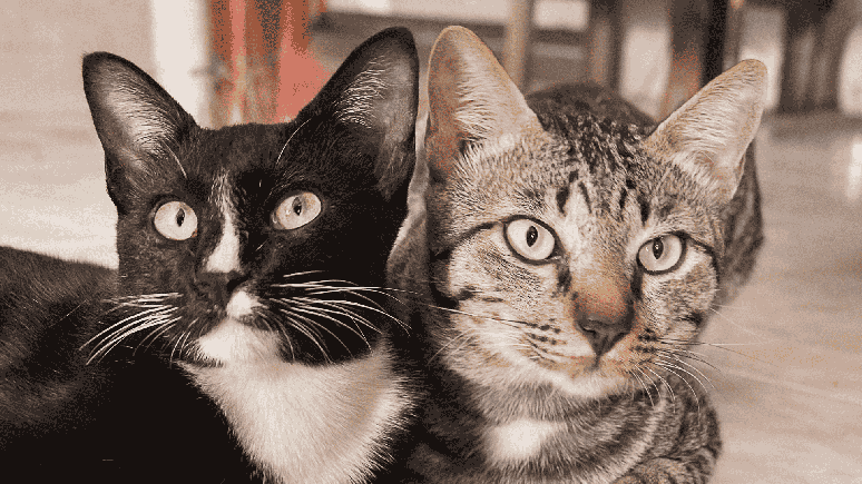 Gatos miam mais para cuidadores homens, aponta novo estudo