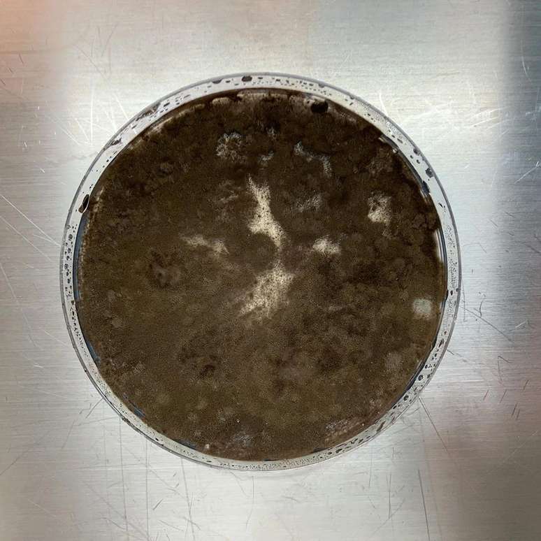 Isolado de Cladosporium sphaerospermum de Chernobyl, cultivado em uma placa de ágar batata dextrose, demonstrando melanização muito alta