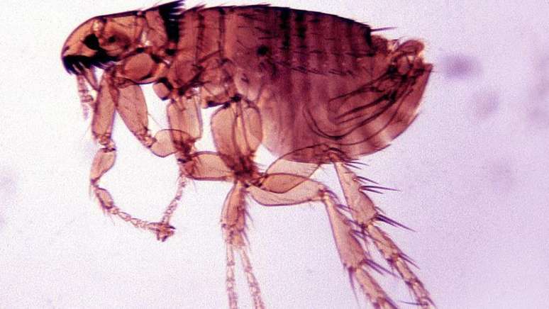 Pulgas transmitiram a peste de ratos infectados para humanos