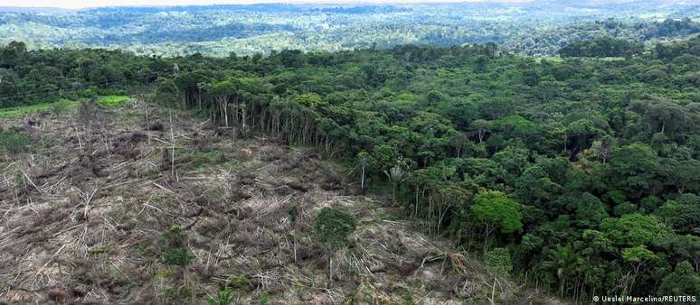 Lei querer barrar entrada na UE de produtos oriundos de regiões desmatadas 