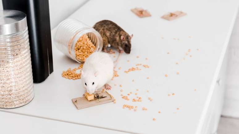 A alta taxa de reprodução, a alimentação variada e a capacidade de aprender com o ambiente garantem grande vantagem a esses animais.