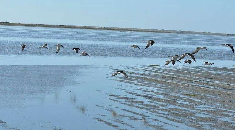 Além da beleza natural, a região da Lagoa do Peixe cumpre funções ecológicas essenciais para o equilíbrio ambiental gaúcho