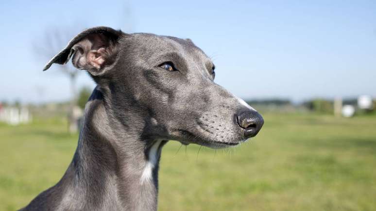 Greyhound – depositphotos.com / cynoclub