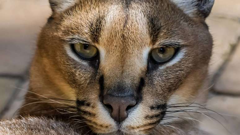 Gato-dourado africano – depositphotos.com / shamsamir