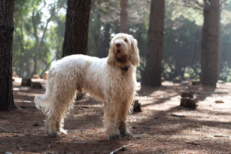 O spinone italiano é um animal resistente, mas que também demonstra grande sensibilidade e afeto 