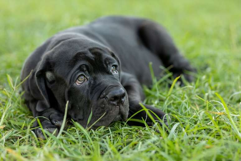 O mastim napolitano costuma ser tranquilo, leal e muito apegado ao tutor 