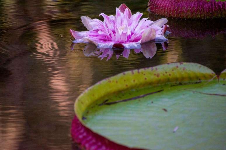 Na segunda noite, as flores são rosas e seu sexo é diferente