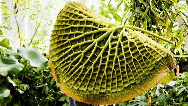 As flores se tornaram objetos de desejo, mas foram as folhas que inspirariam uma verdadeira transformação