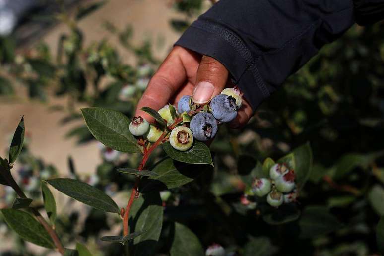 O Peru se tornou, em poucos anos, no maior exportador de mirtilo do mundo