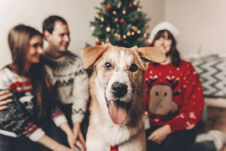 Preparar os pets para receber visitas no Natal é fundamental para reduzir possíveis sinais de estresse e ansiedade