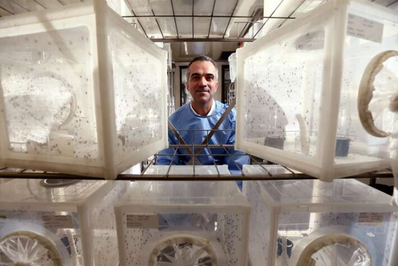 O pesquisador Luciano Moreira e seus mosquitos que não transmitem o vírus da dengue