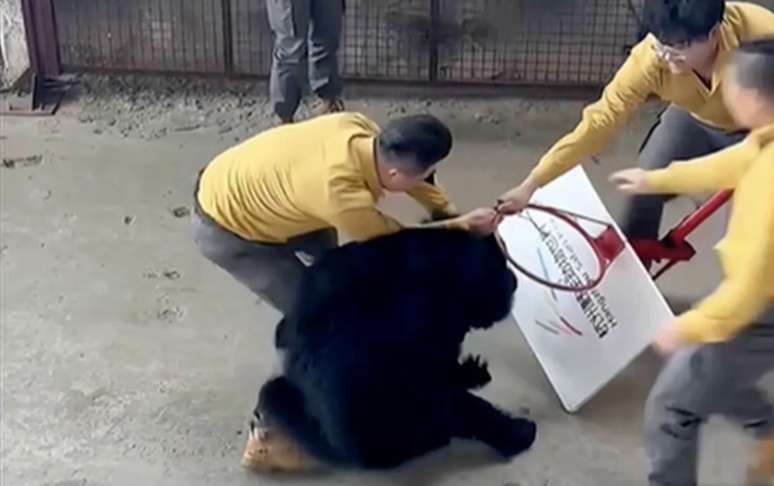 Urso foi transferido para outra área após ataque; treinador não foi gravemente ferido