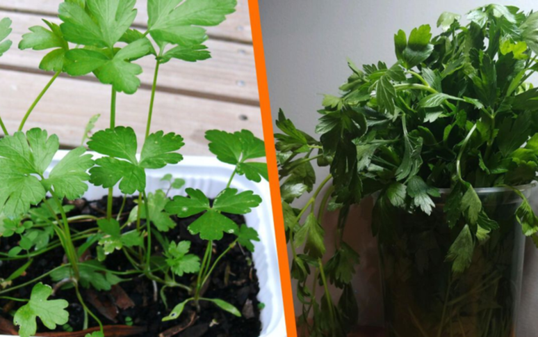 Directo al paladar México