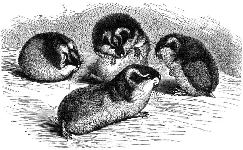 O mito dos lemingues suicidas não começou apenas com a Disney, mas o documentário ajudou a popularizar e cristalizar essa narrativa em escala global – Domínio Público/Wikimedia Commons