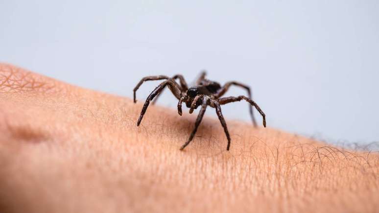 Os protocolos de primeiros socorros em acidentes com escorpiões e aranhas recomendam algumas medidas simples e seguras – depositphotos.com / robertohunger
