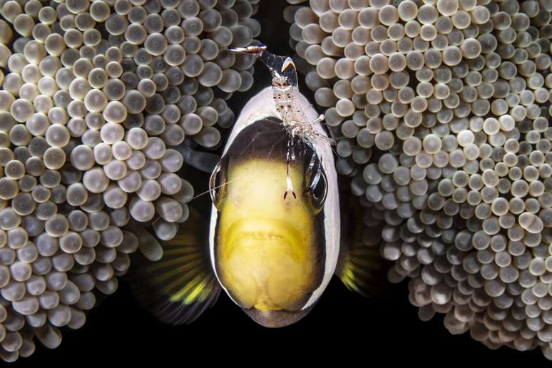 Peixe palhaço em uma cena rara de se ver e fotografar, com um camarão na sua cabeça. Foto tirada no Estreito de Lembeh, Indonésia.