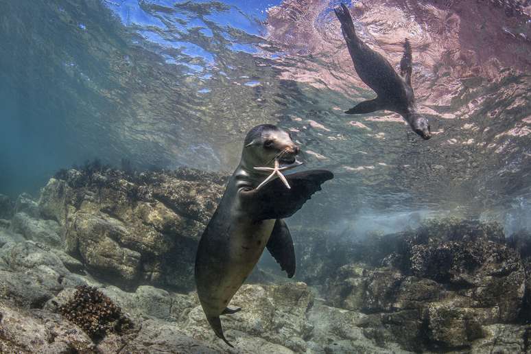 Dois lobos marinhos brincando com uma estrela do mar, em uma cena que parece que estão nos convidando para brincar com eles. Foto tirada em Los Islotes, México. 