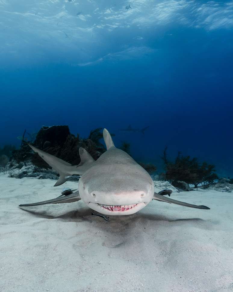 Tubarão limão de frente pra câmera, dando a sensação de estar sorrindo para a foto. Imagem feita nas Bahamas.