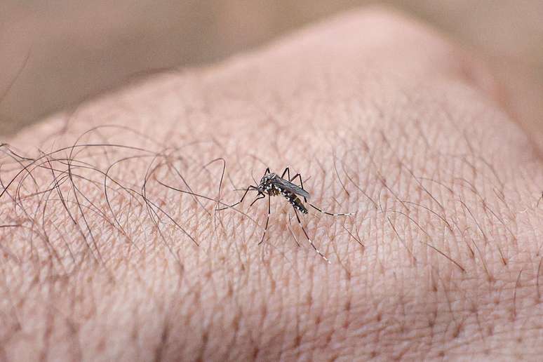 A dengue e chikungunya são transmitidas pelo mosquito Aedes aegypti