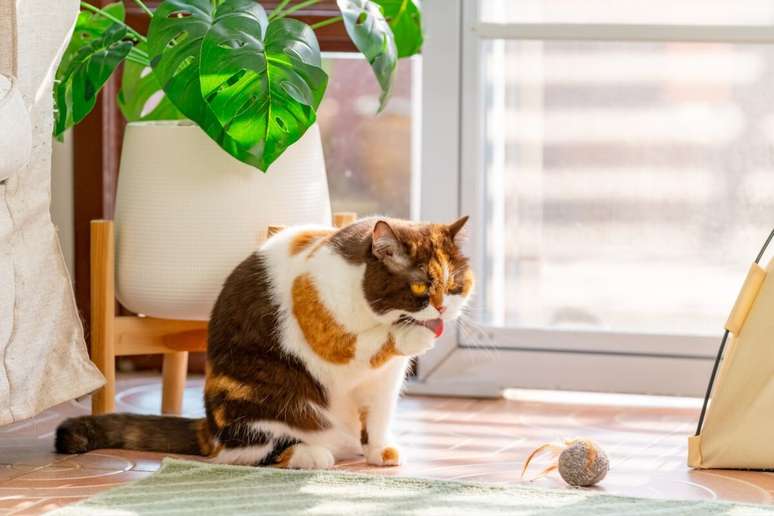 Lamber o próprio corpo é comum em gatos domésticos e em felinos selvagens 