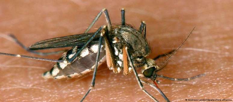 O mosquito comum é o transmissor do vírus do Nilo Ocidental