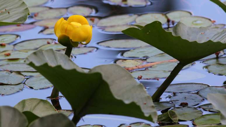 Mais que símbolo amazônico, a vitória-régia é um pequeno habitat flutuante que abriga peixes, insetos e ajuda a manter o equilíbrio dos ecossistemas aquáticos – depositphotos.com / randimal