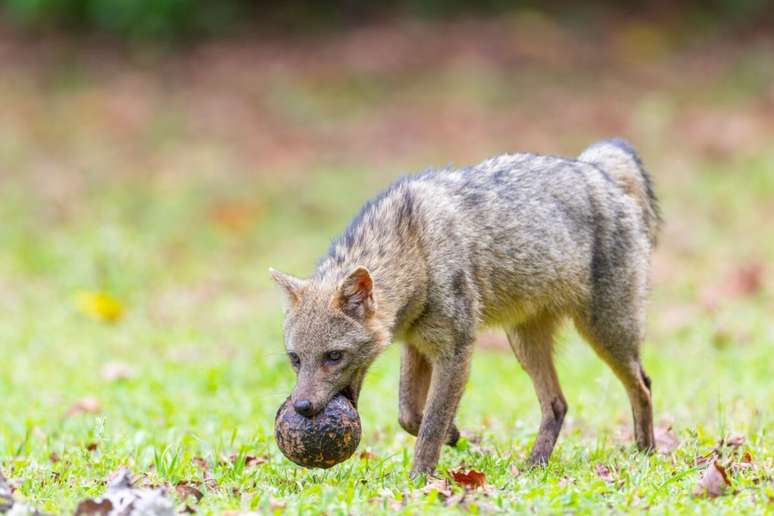 O cachorro-do-mato apresenta uma dieta baseada principalmente em frutas, raízes, insetos e pequenos vertebrados 