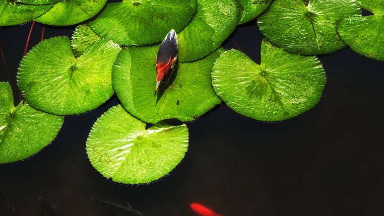 Suas folhas em forma de disco funcionam como “plataformas naturais”, sustentadas por uma estrutura interna reforçada que garante flutuação e resistência – depositphotos.com / atosan