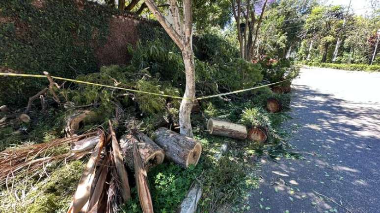 Árvore atingida pelo vendaval diante da casa em que trabalha Fátima Silva Pereira,