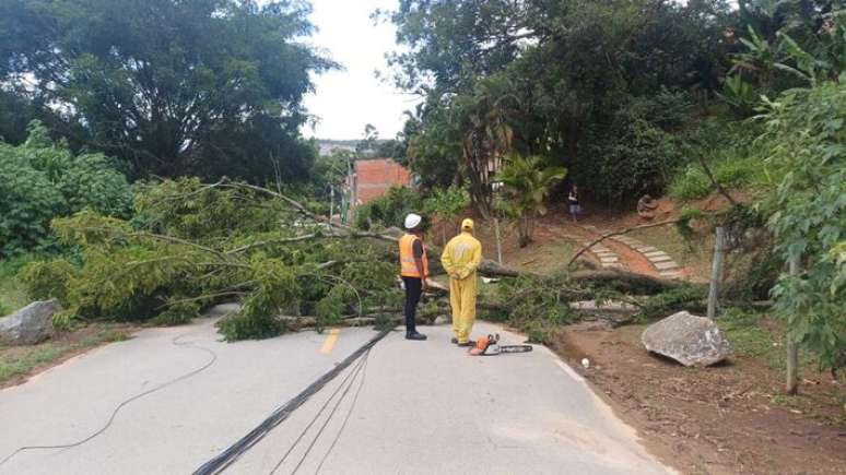 Queda de árvore frondosa causada pelo vento interdita avenida em Sorocaba (SP). Fios de energia foram derrubados.