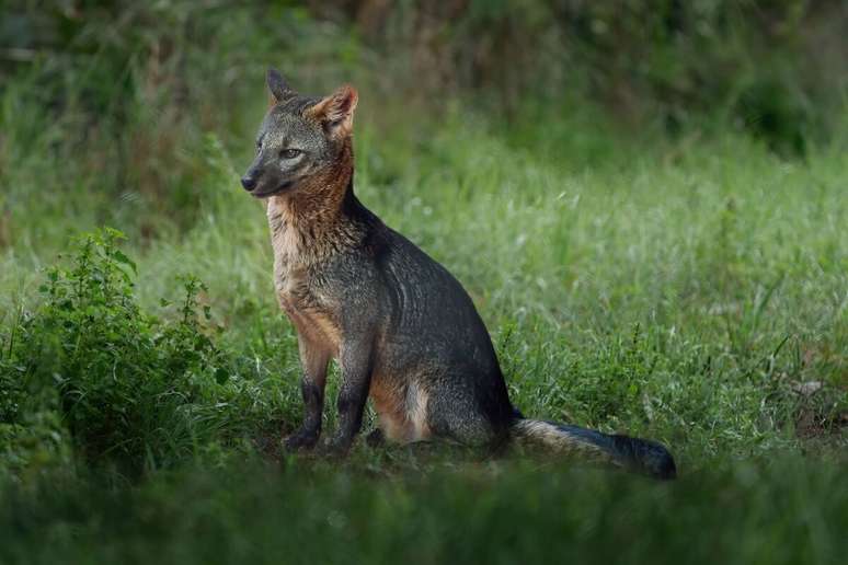 Além de encantarem pela beleza e postura, os cachorros-da-mata também possuem uma grande importância para a biodiversidade