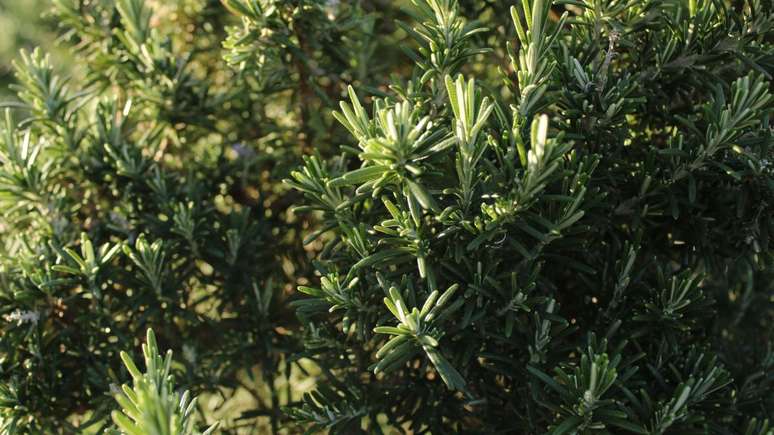 Alecrim: conheça os benefícios físicos, emocionais e espirituais da planta da felicidade, suas propriedades medicinais e usos no dia a dia