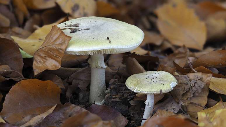 Especialistas alertam: não há método caseiro seguro para identificar fungos; consumo deve ser restrito a produtos certificados – depositphotos.com / weinkoetz