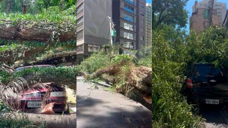 Rajadas de vento em São Paulo derrubam árvores gigantes que caem sobre carros.