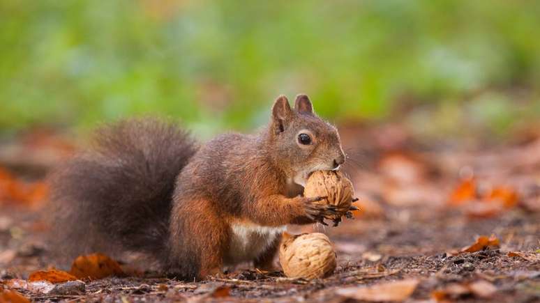 A ausência de esquilos típicos revela a singularidade da biodiversidade do país, moldada por clima, história geológica e espécies já estabelecidas – depositphotos.com / Jarrycz
