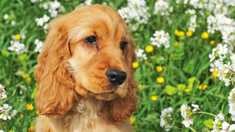 Com orelhas longas e olhar expressivo, o cocker é curioso, inteligente e adora seguir o tutor pela casa – depositphotos.com / cynoclub