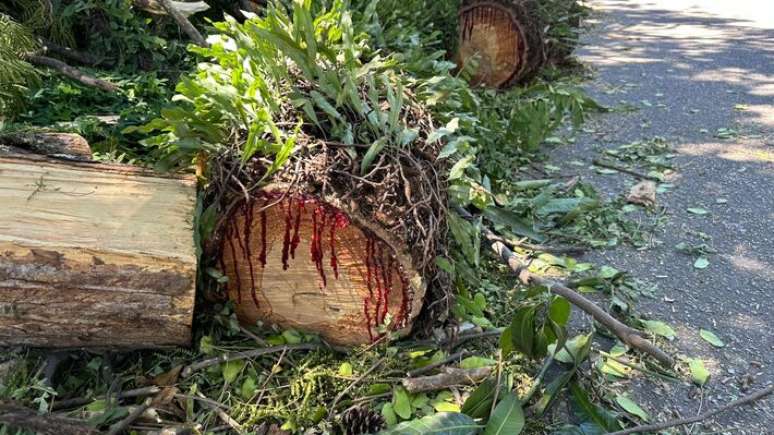 Árvore atingida pelo vendaval no bairro de Pinheiros, em São Paulo